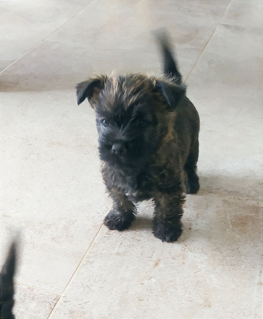 Kitty's Field - Chiot disponible  - Cairn Terrier